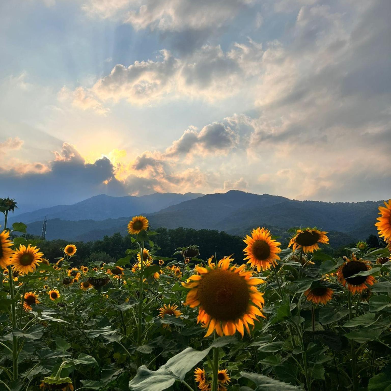 Locanda Alla Posta Cavaso Del Tomba Exteriér fotografie